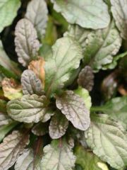 Ajuga reptans 'Atropurpurea'