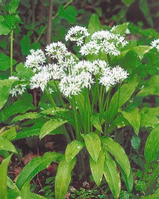 Allium ursinum (Bärlauch)