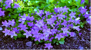 Campanula portenschlagiana 'Birch'