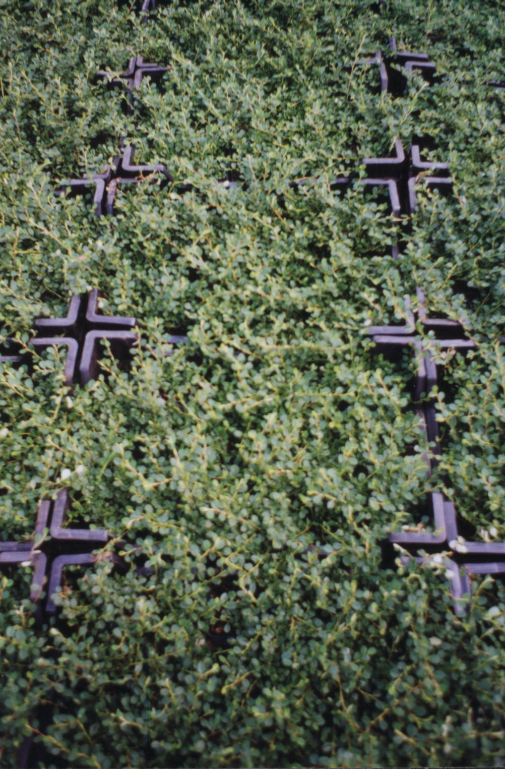 Cotoneaster d. Streibs Findling