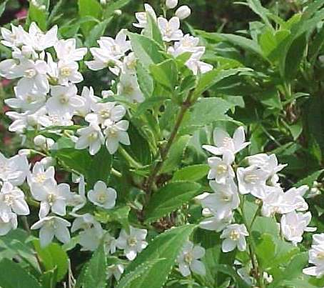 Deutzia gracilis