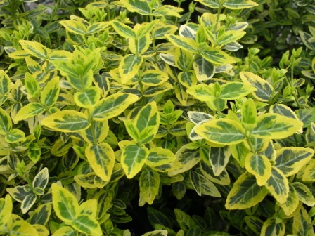 Euonymus fortunei 