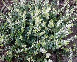 Euonymus fortunei 'Silverstone'