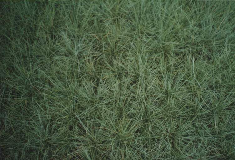 Festuca glauca