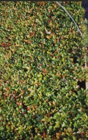 Gaultheria procumbens