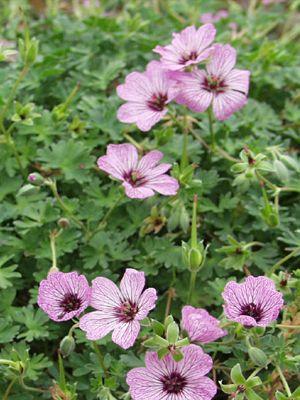 Geranium cinereum 'Ballerina'