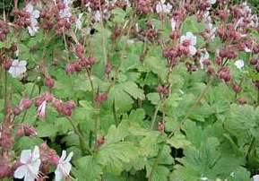 Geranium macrorrhizum 'Spessart'