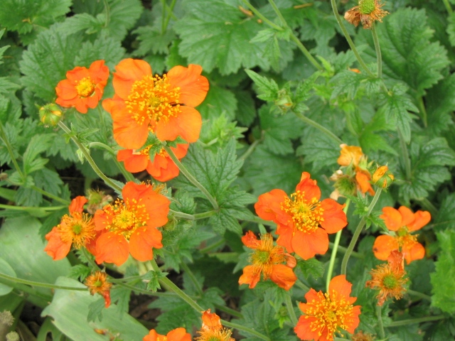 Geum coccineum 'Borisii'