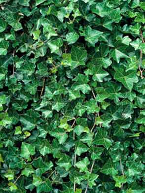 Hedera helix hibernica