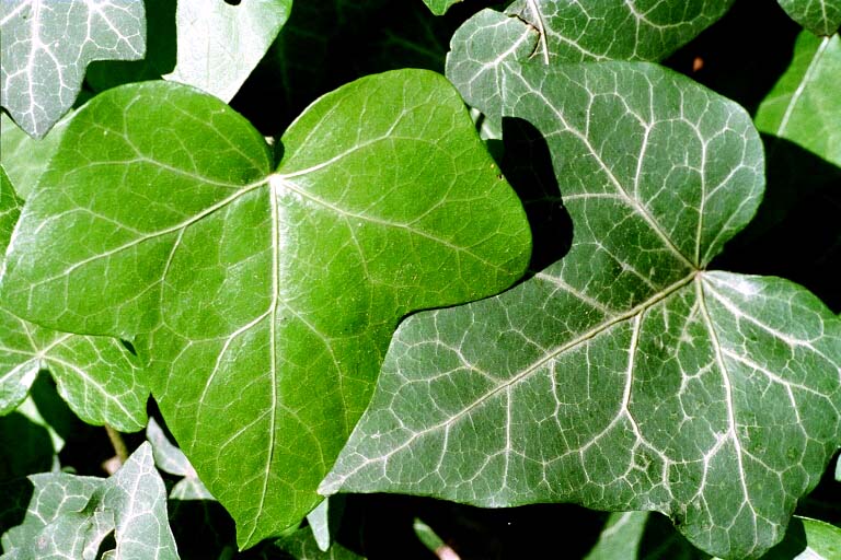 Hedera helix