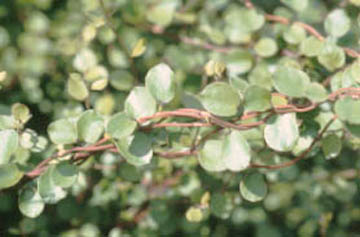 Mühlenbeckia axillaris