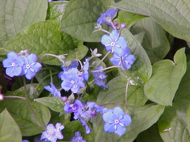 Omphalodes verna