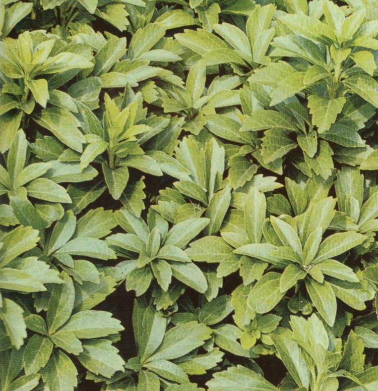 Pachysandra terminalis