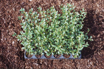 Cotoneaster dammeri radicans