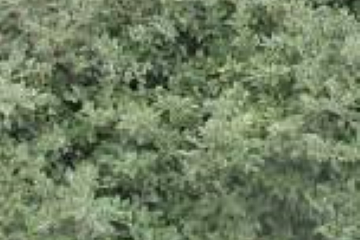 Cotoneaster SAPHYR (R) Green 'Belka'