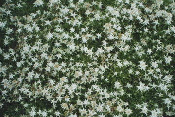 Leontopodium alpinum (Edelweiß)