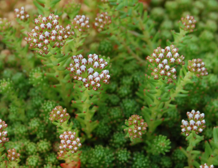 Sedum lydium