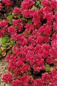 Sedum spurium 'Purpurteppich'