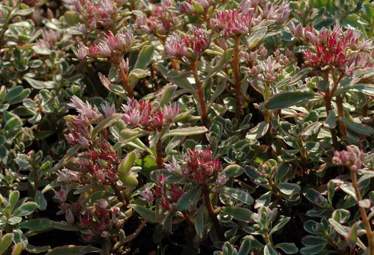 Sedum spurium 'variegatum'