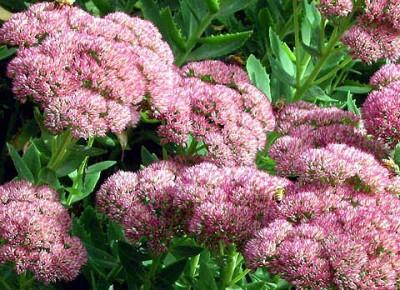 Sedum telephium-Hybridum 'Herbstfreude'