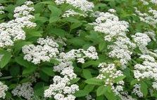 Spiraea 'decumbens'