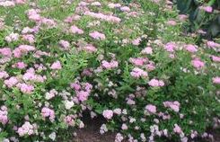 Spiraea 'Little Princess'