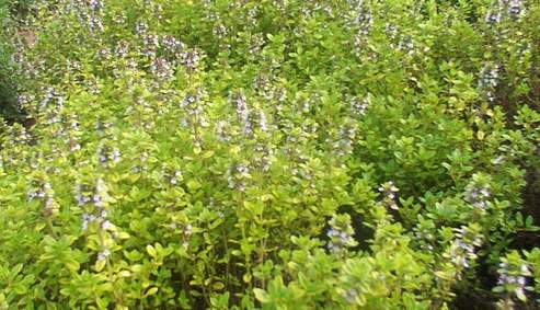 Thymus citriodorus 'Aureus'