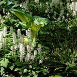 Tiarella cordifolia 'Moorgrün'