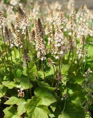 Tiarella cordifolia