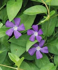 Vinca Major 