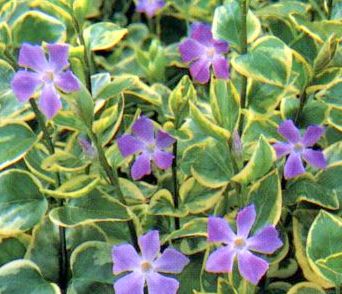 Vinca major 