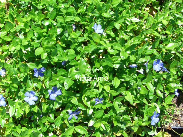 Vinca minor 'Anna' R