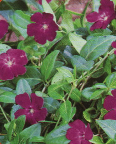 Vinca minor 