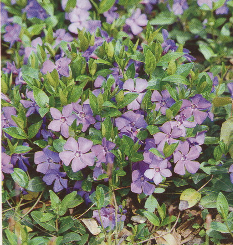 Vinca minor 