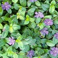 Vinca minor 'Bowles'