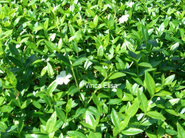 Vinca minor 'Elisa' R