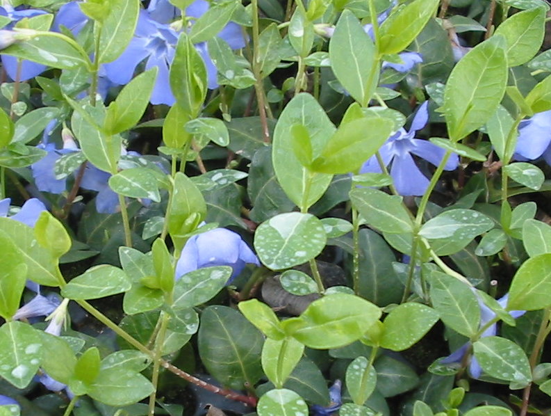 Vinca minor 'Flower Power' R