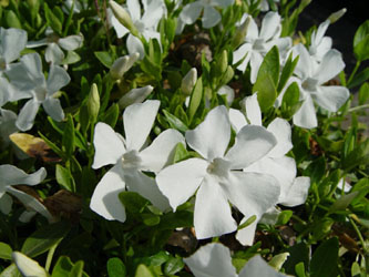 Vinca minor 'Gertrude Jekyll' R