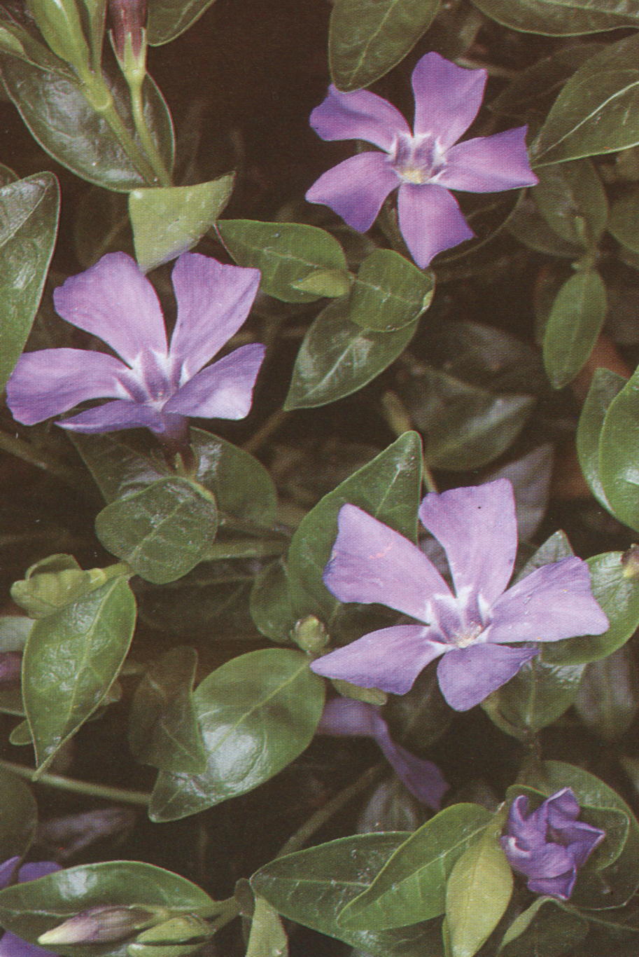 Vinca minor 