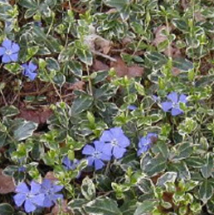 Vinca minor 'Ralph Shugart'